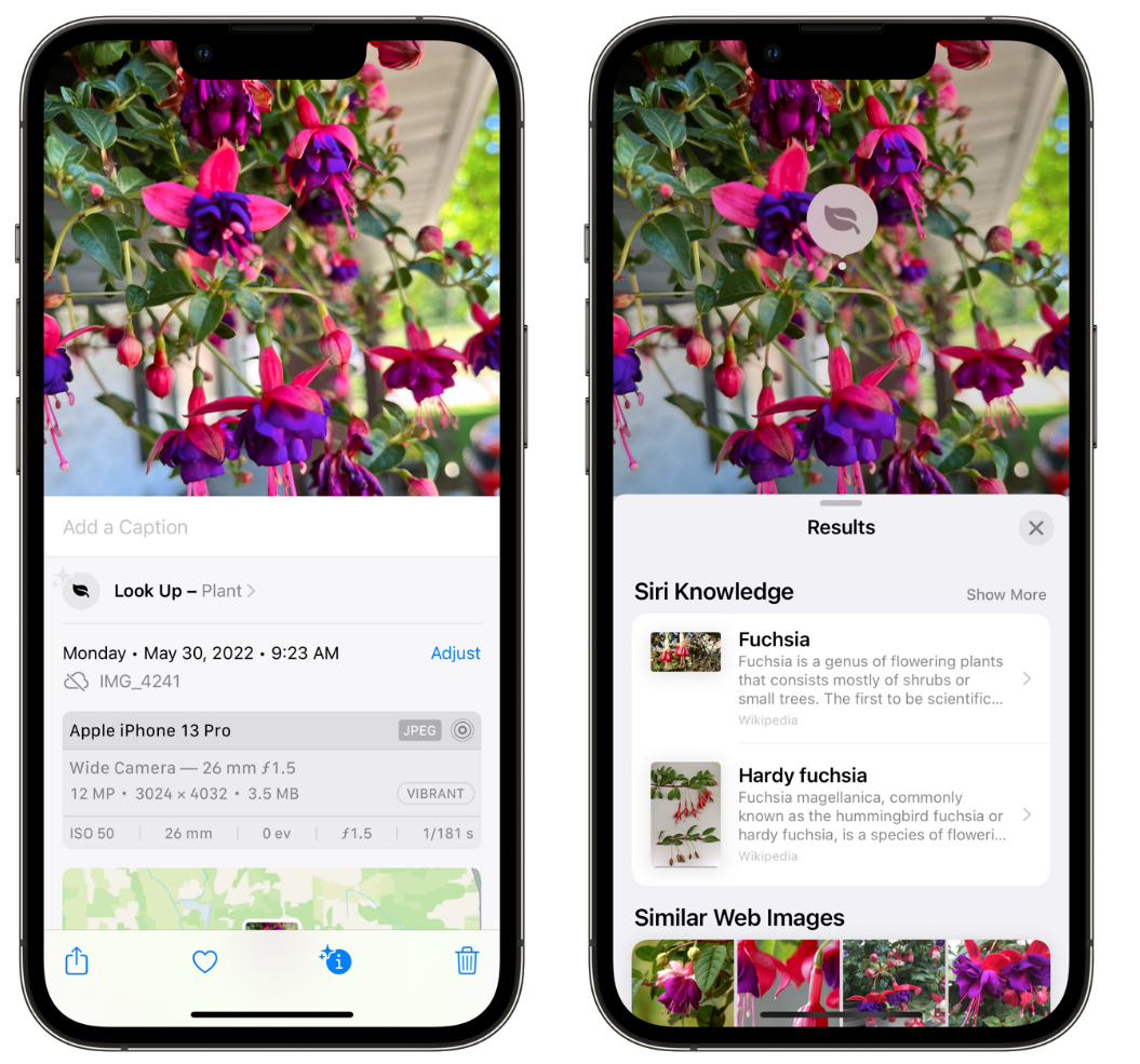 万州苹果手机维修分享小技巧：使用 iPhone 相机识别花卉植物 